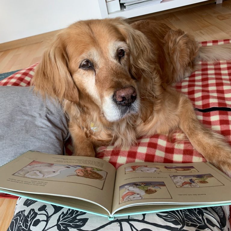 Lesehund-tiergestützte Pädagogig Eine Golden Retriever-Hündin liegt auf einer Decke neben einem geöffneten Buch. Tiergestützte Leseförderung