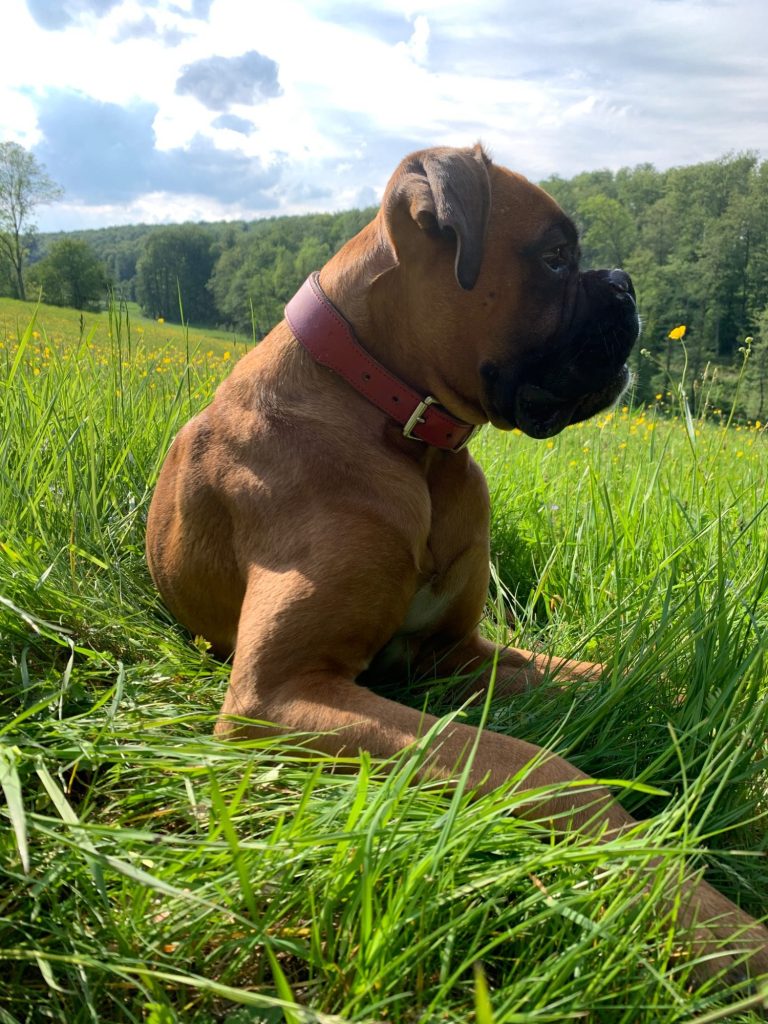 Urlaub, wandern mit Hund Brauner Boxerhund liegt auf grüner Wiese mit Blick in die Ferne.