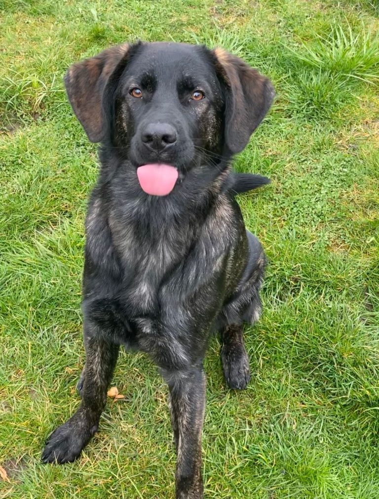 Freund fürs Leben-Urlaub mit Hund Schwarzer Hund sitzt auf grünem Gras mit herausgestreckter Zunge.